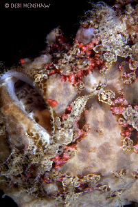 Giant Frogfish by Debi Henshaw 